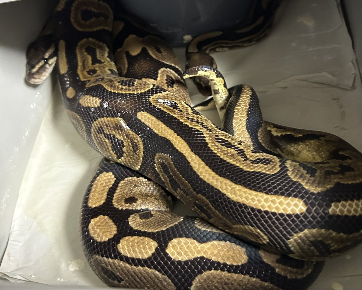 GEEK’S(ギークス) tweet media