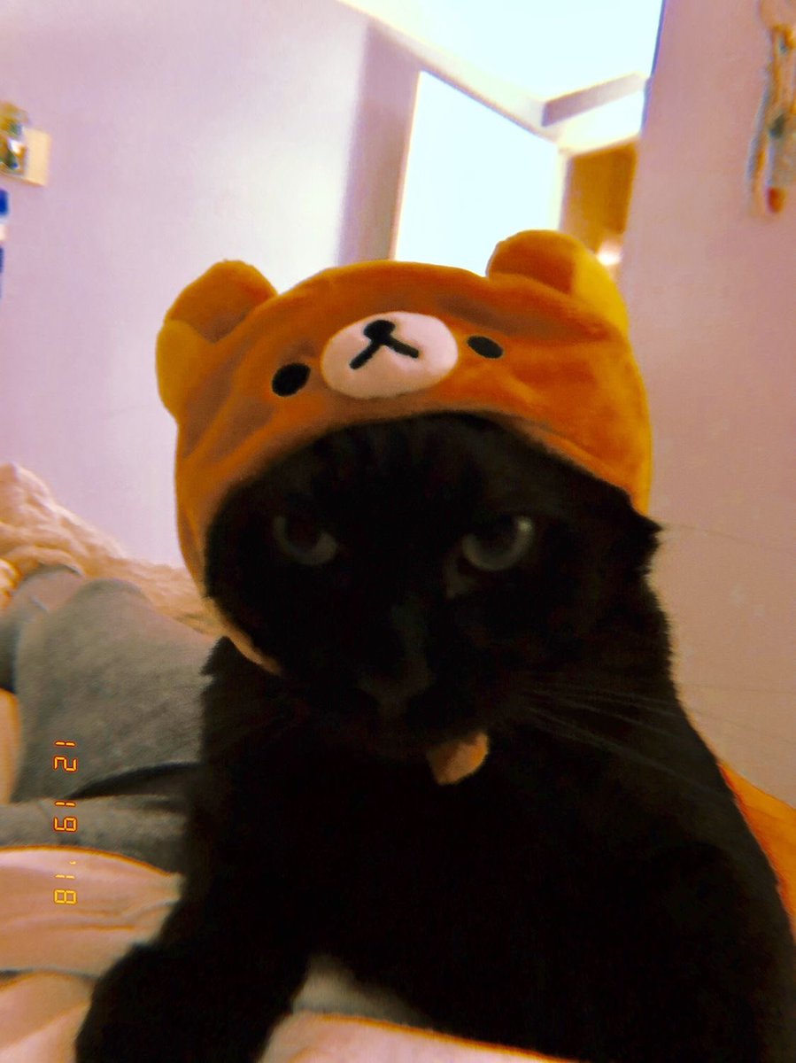 naky as cats 🐈‍⬛ tweet media