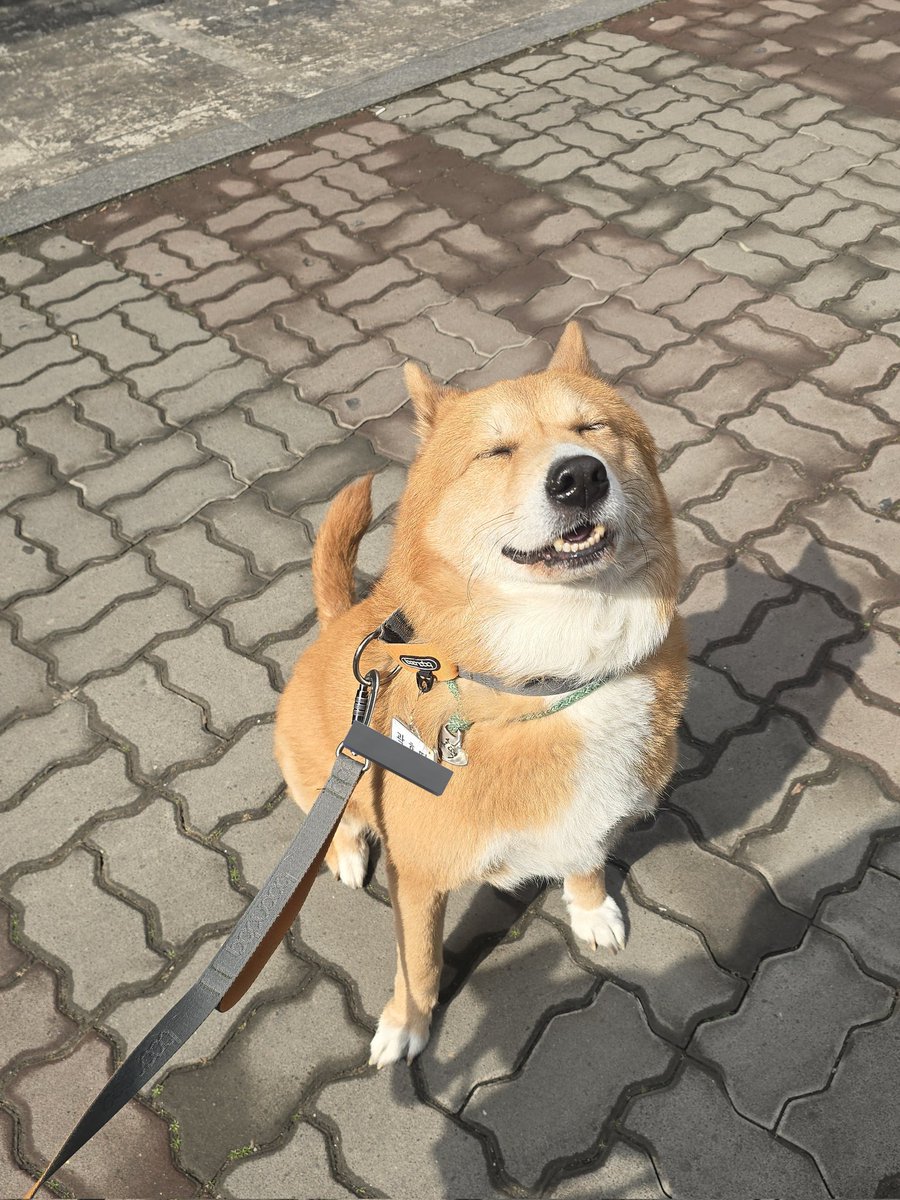 점심시간 1시간 30분
왕복 1시간
산책 시간 20분

그래도 안 올수가 없어 ㅠ 표정을봐