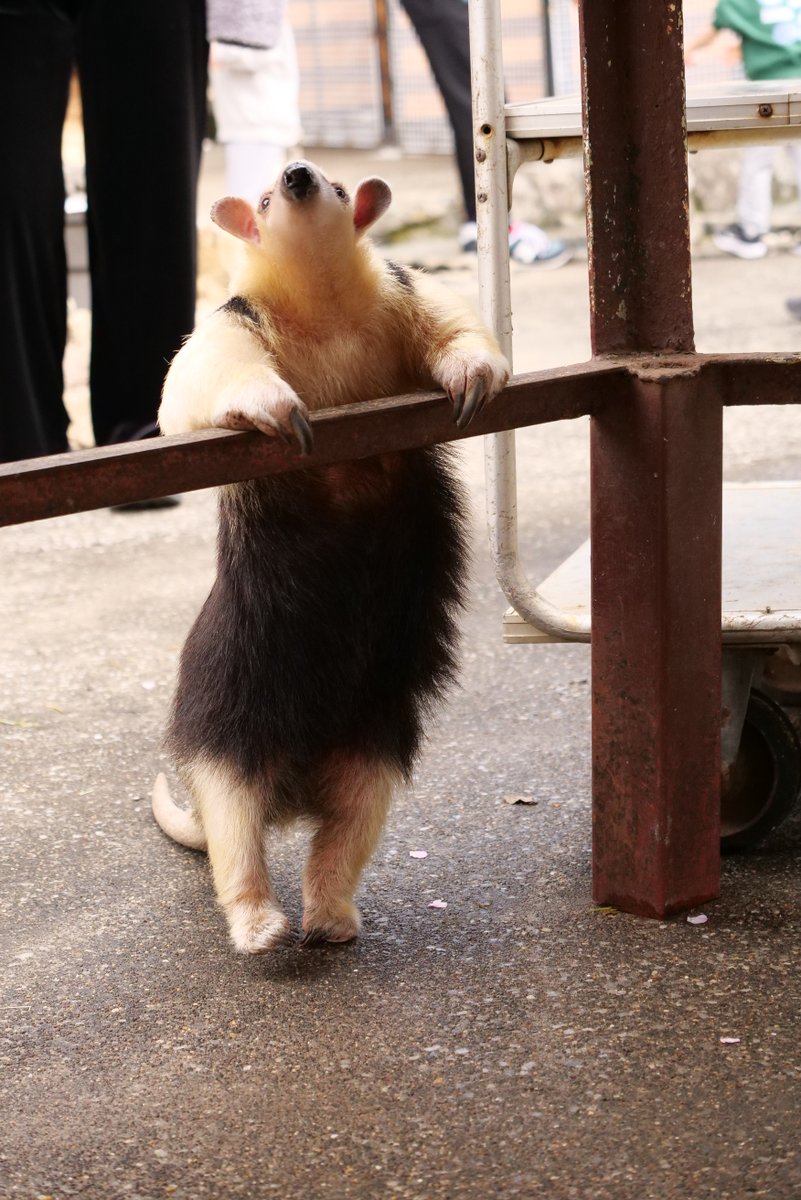 あい🍓 tweet media