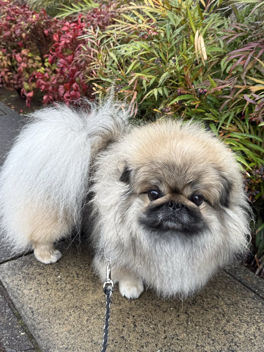 ペキニーズのSIMBA🦁祝🎈4歳✨ tweet media