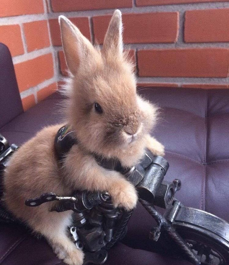 Why you should have a rabbit (@shouldhaverabit) on Twitter photo 