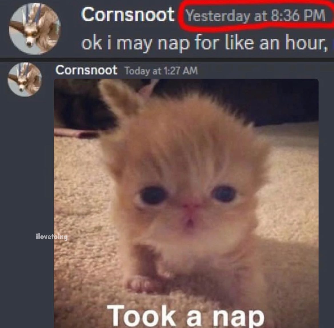 Punch Cat tweet media