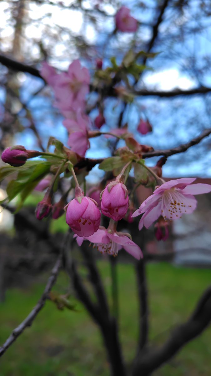 KAMOSIKATOV2's tweet photo. 良い天気になりましま。
ちょっと風が強くて冷たいけど。🌞
お客さんの裏庭の桜、咲き始め。
ピンクが強くてキレイです。 https://t.co/F1oHVCngw6