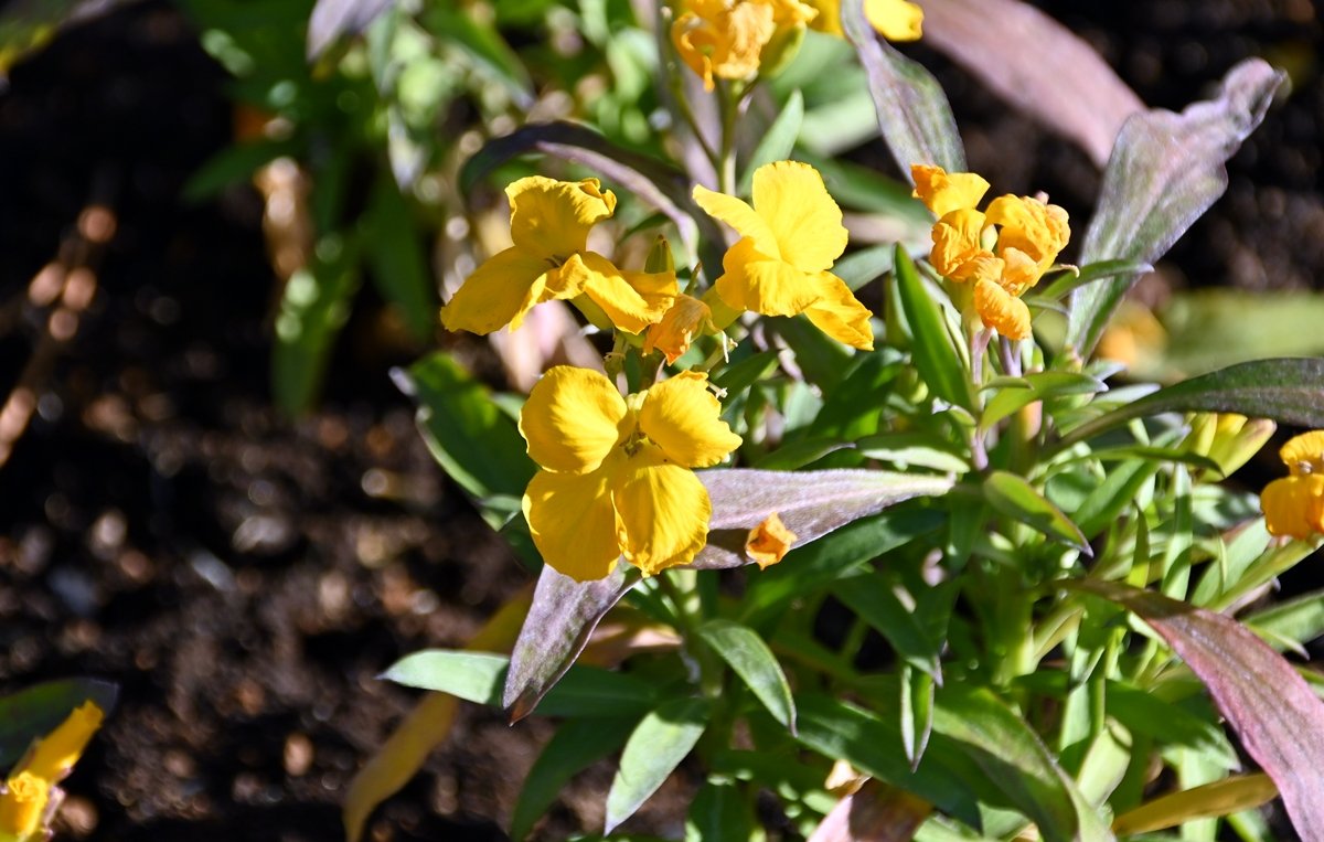 花と緑のTDRブログ_ユキヤナギ tweet media