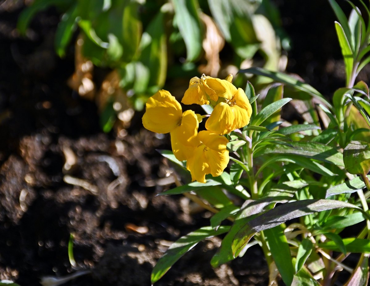 花と緑のTDRブログ_ユキヤナギ tweet media