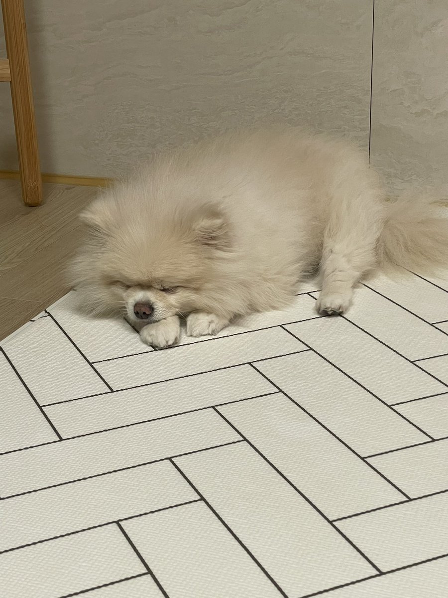 우리집 행복 바이러스~~^^
뉴럴링크 기술 발달로  대화를 할수 있다면...
얼마나 좋을까요~~^^