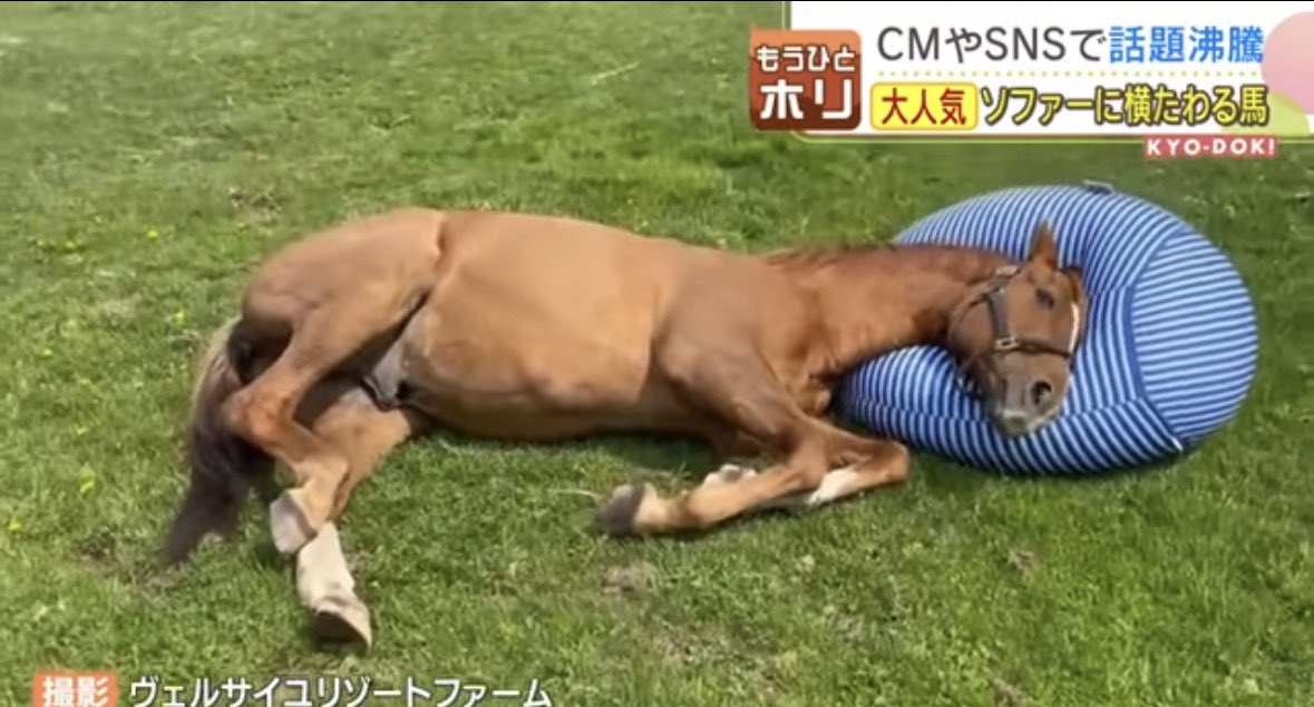 もう最近、ニュース見てると鬱々としてくるからこういうニュースばかり流してくれ。