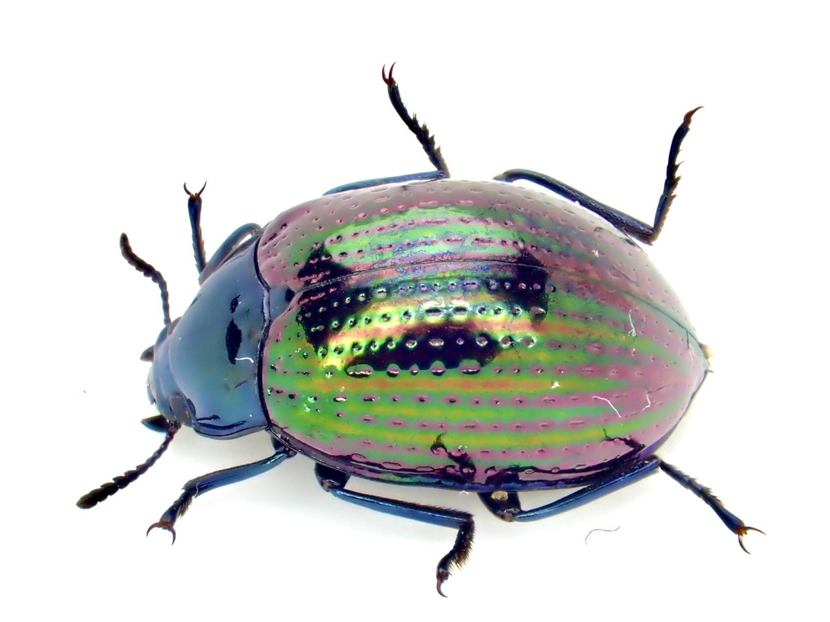 Damaster & Carabus tweet media