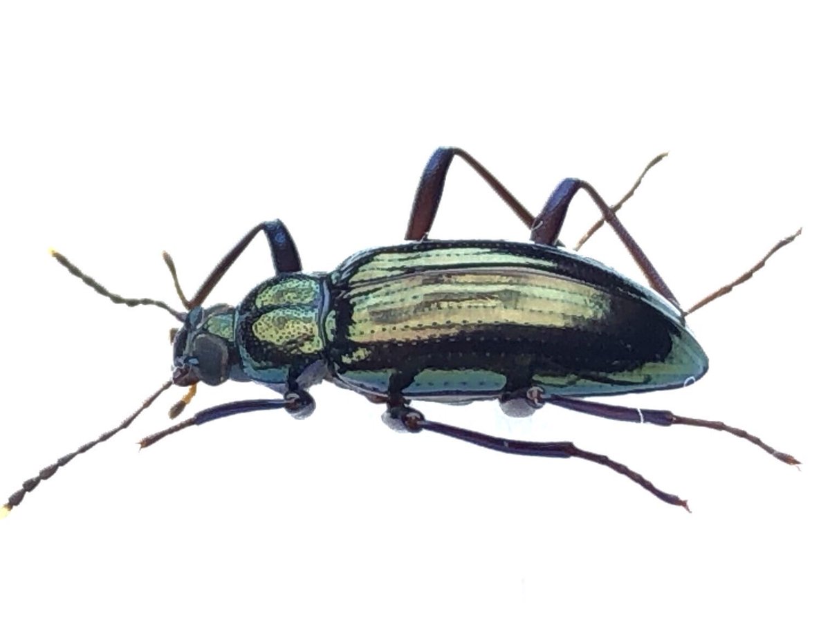 Damaster & Carabus tweet media