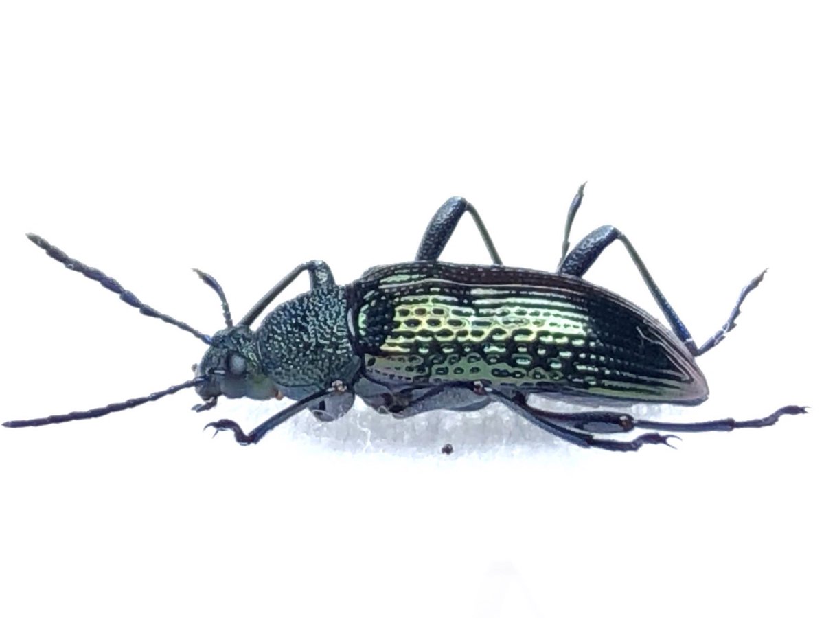 Damaster & Carabus tweet media