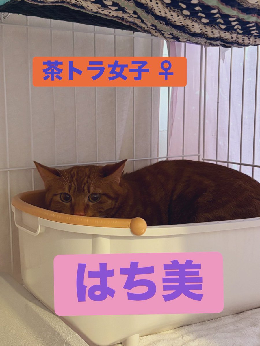 こんにゃちは🐈 はち美・かず巳 きょうだいがお店デビューしました