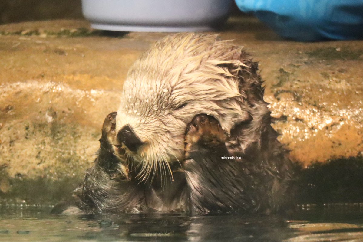 リロくん3月になったよ🌷お誕生日の月だね🎂

#ラッコ #ラッコのリロくん #マリンワールド海の中道 #seaotter #marineworlduminonakamichi