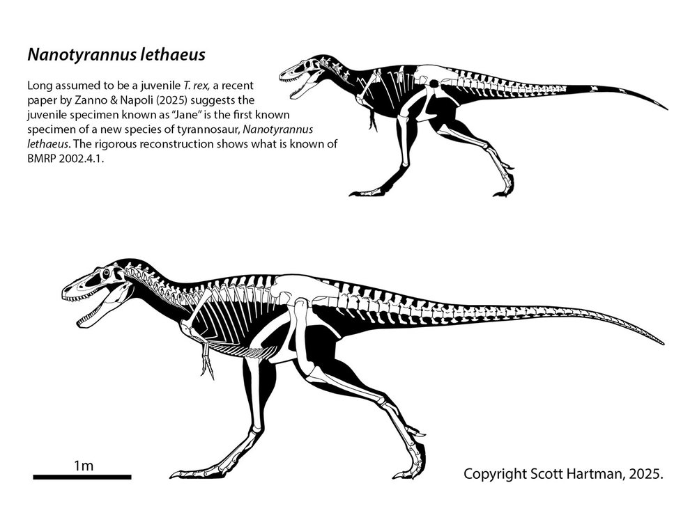 Probably Glaive tweet media