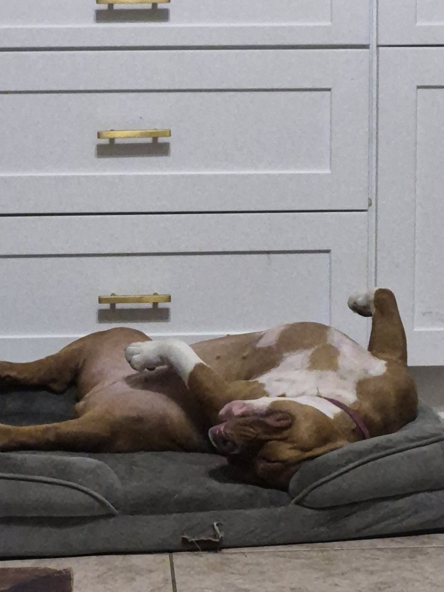 ALJ402's tweet image. This is what my night is made up of tonight!!! #nalaandsimba #bullylife