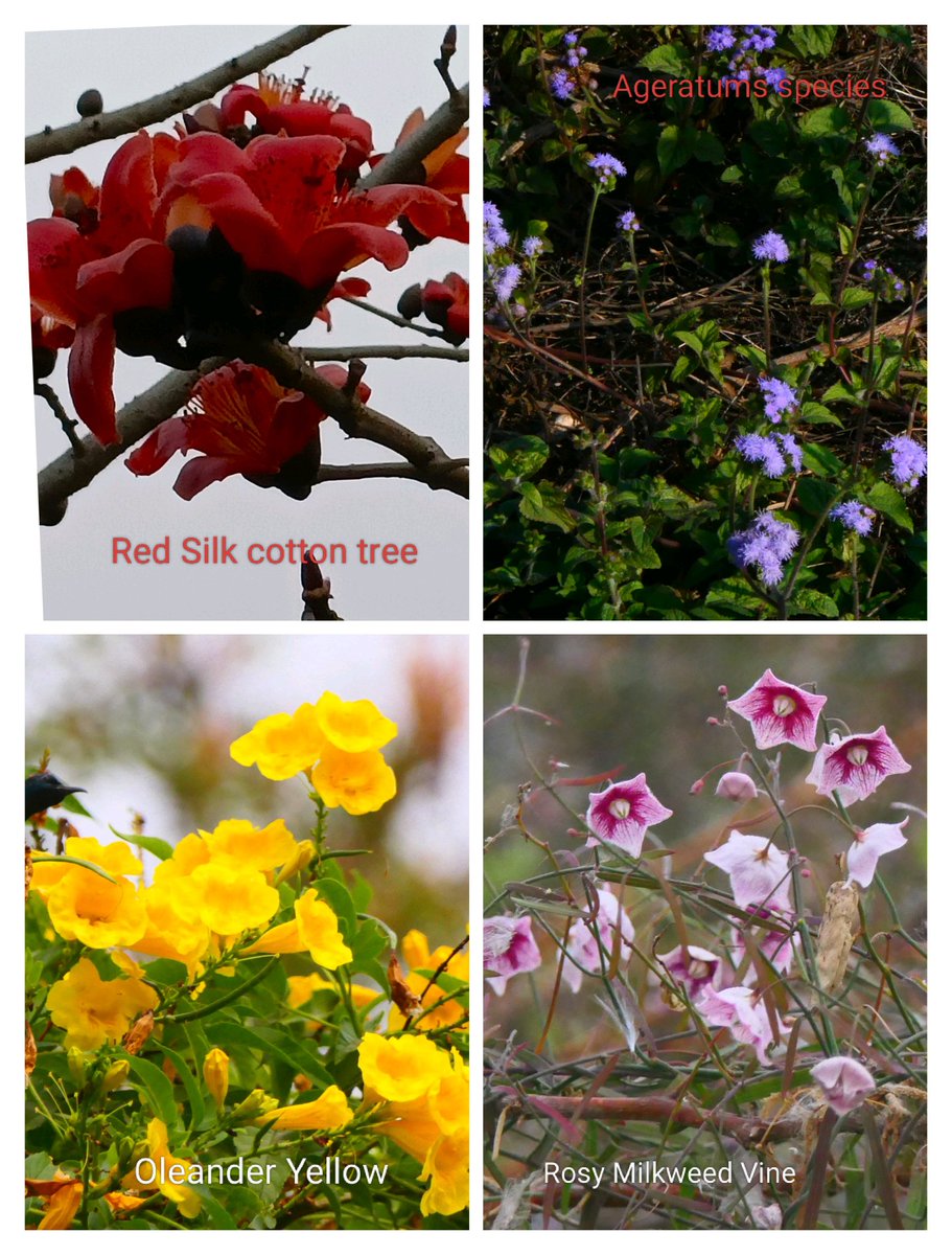 nvgpal79's tweet photo. Respecting the #colours of #nature,
Conserving #biodiversity for the future,
Continuing #sustainable development is necessary at this juncture,
Preserving #natural resources should be ingrained in our #culture...
#Wishing you all a Happy, #healthy, #Harmonious #Holi🙏🏼 https://t.co/x3cQwNdIXE