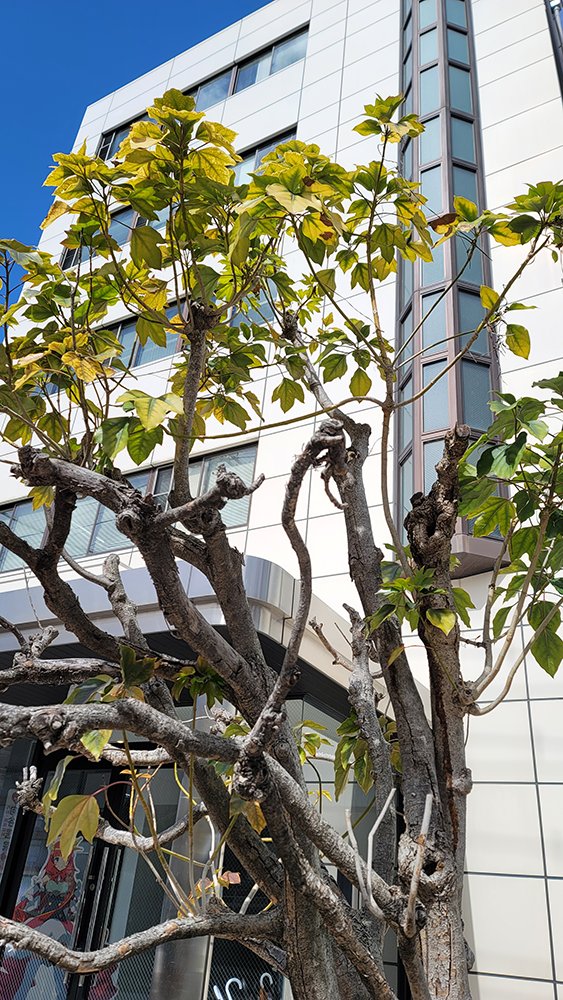 株式会社アルヴィオン tweet media