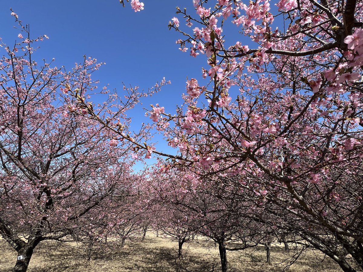 marunora's tweet photo. 南阿蘇アスペクタの河津桜は今咲き始め
今週末から来週が見頃のような https://t.co/ymtG9oDC4h
