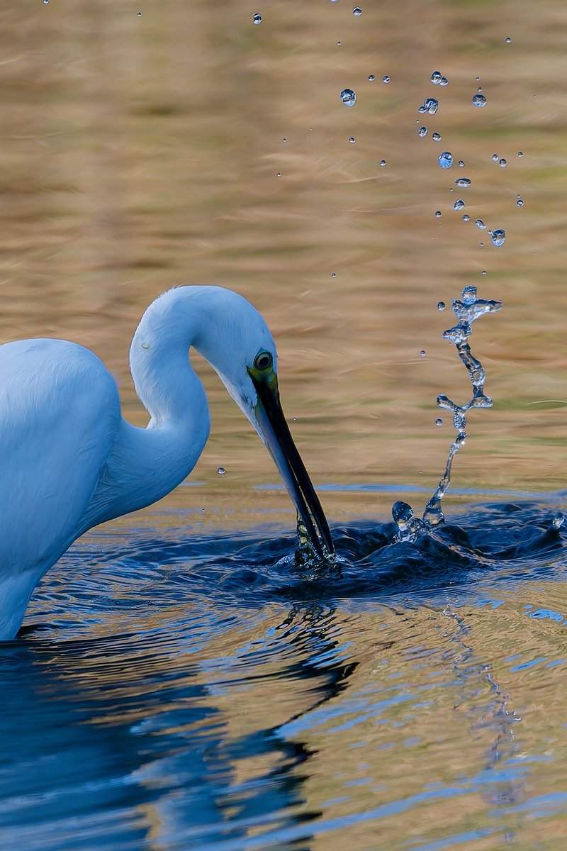 むぎさま (@mugichaou_asobi) / Posts / X