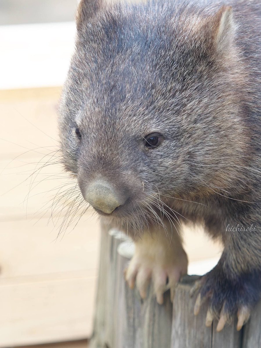 かわいいね

#ユキ　#ユキちゃん　#yuki　#五月山動物園 　#池田市　#ウォンバット　　#wombat　#wombatlove　 #satsukiyamazoo