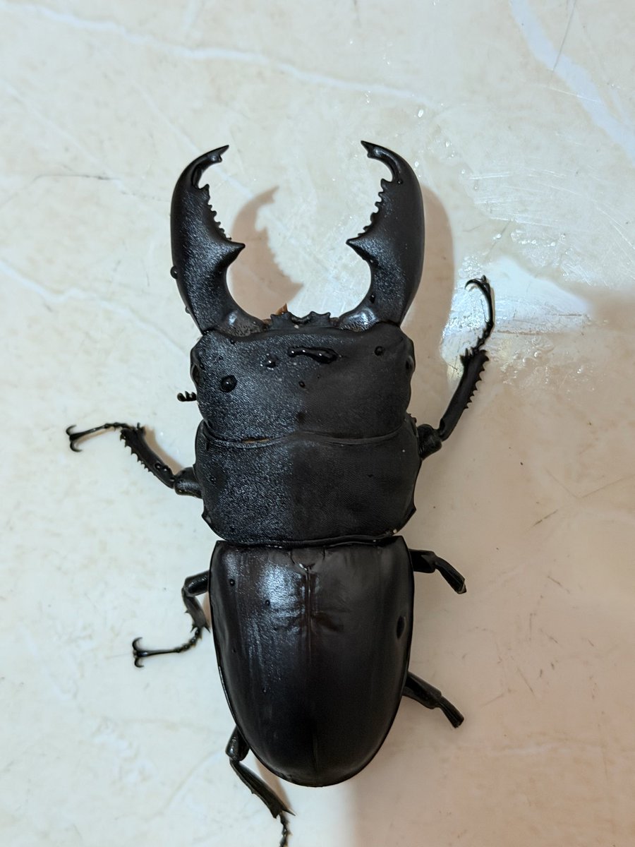 かぶぶくわわ (@mushi_lowkun) / Posts / X