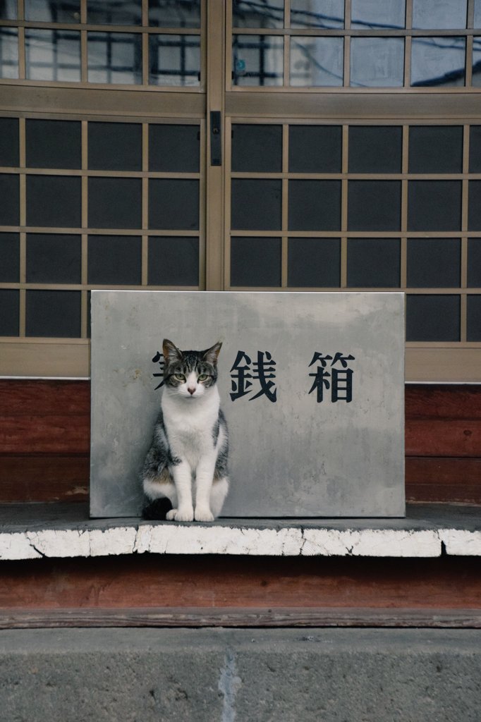 夢の旅人 tweet media