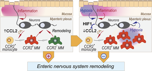 LabWaggoner's tweet photo. Inflammation rewires the enteric nervous system through neurogenic monocyte recruitment
https://t.co/jClZXs69e3 @JExpMed @UMassChan https://t.co/gWosYR7h1d