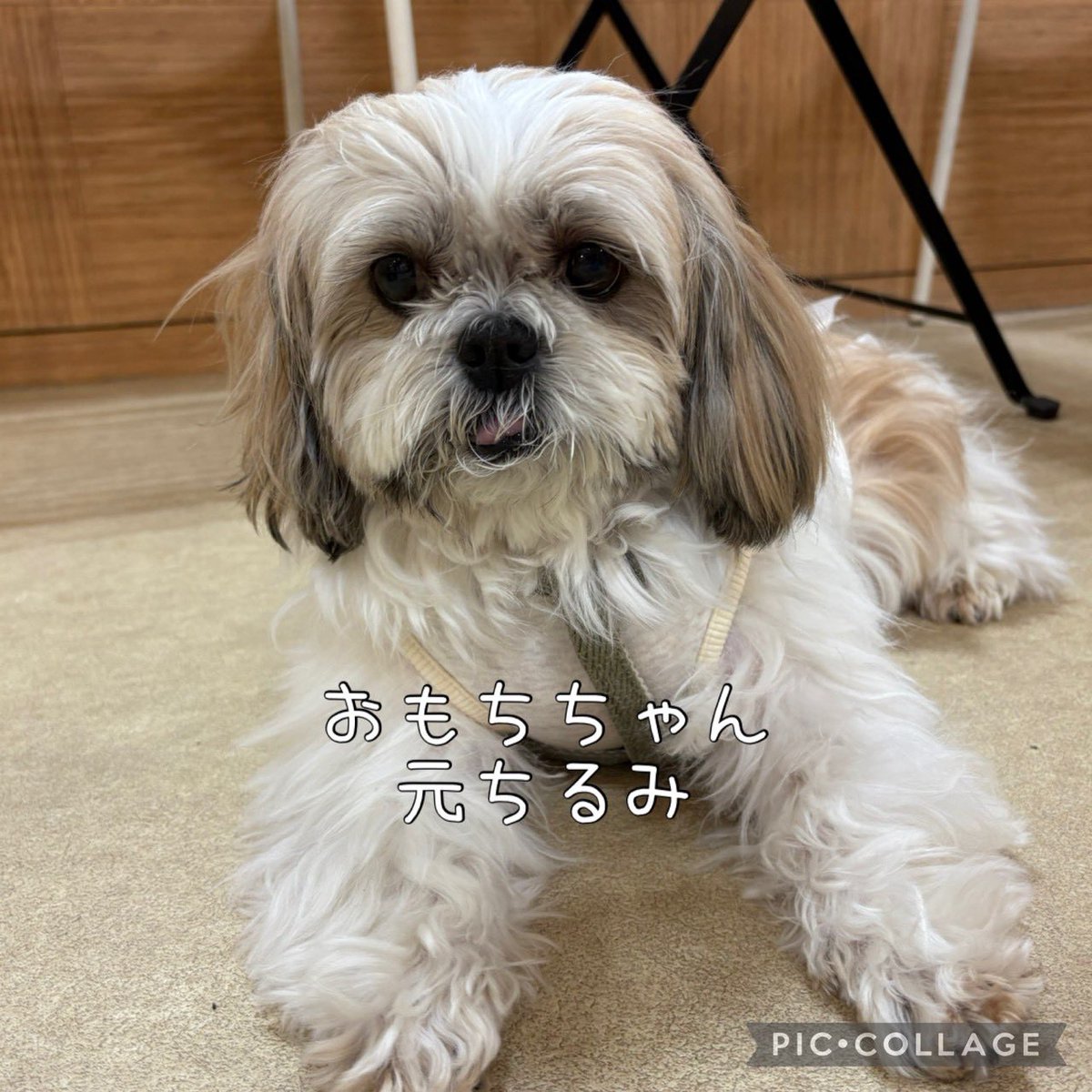 ご来店わんこ様のお写真です🐶 たくさんのご来店ありがとうご