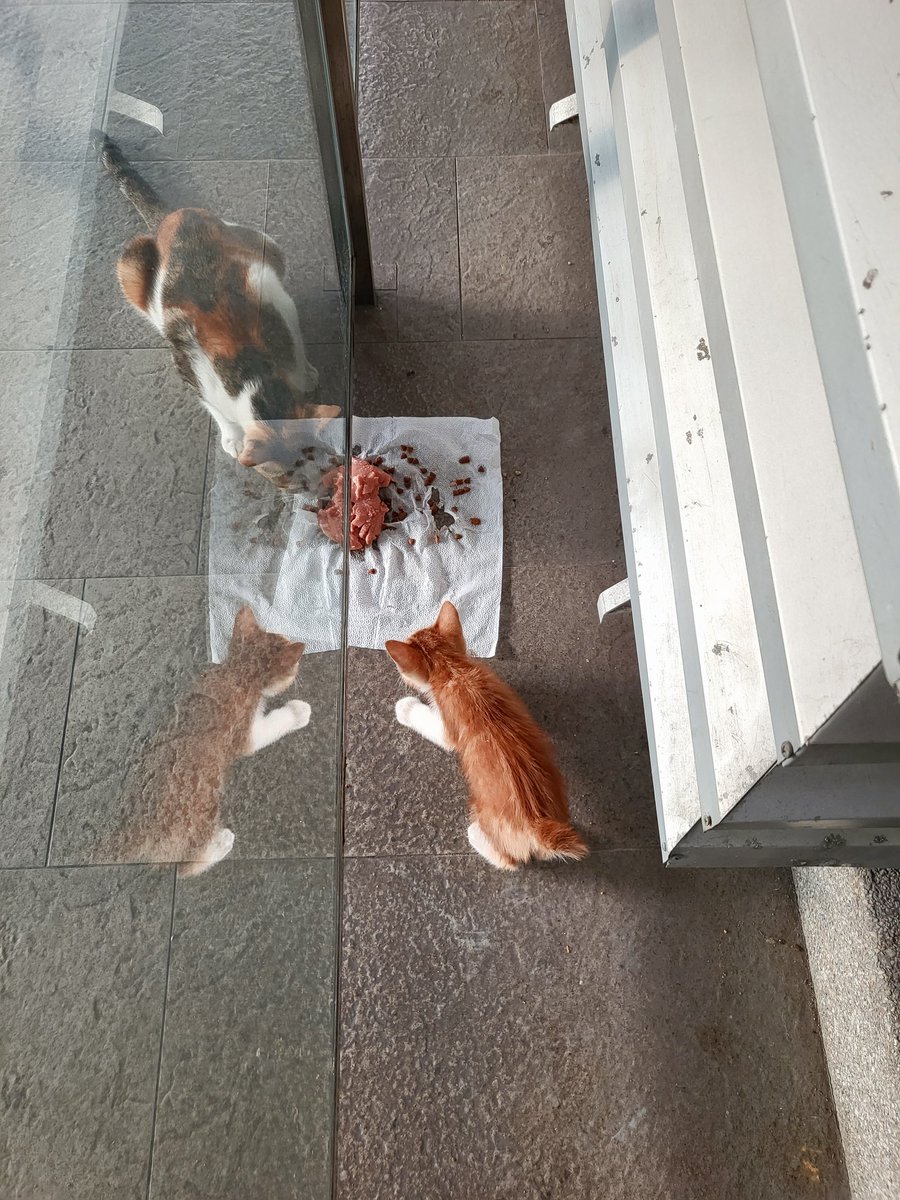 📍I-City Seksyen 7 Shah Alam

Hi warga X yang baik hati dan penyayang. I really need yall help.
Ada yang DM  I bagitau, ada ibu (calico) dan anak kucing ( Oyen marble) area ESCALATOR menghala ke Lobby UG I-Soho I-City (main lobby).