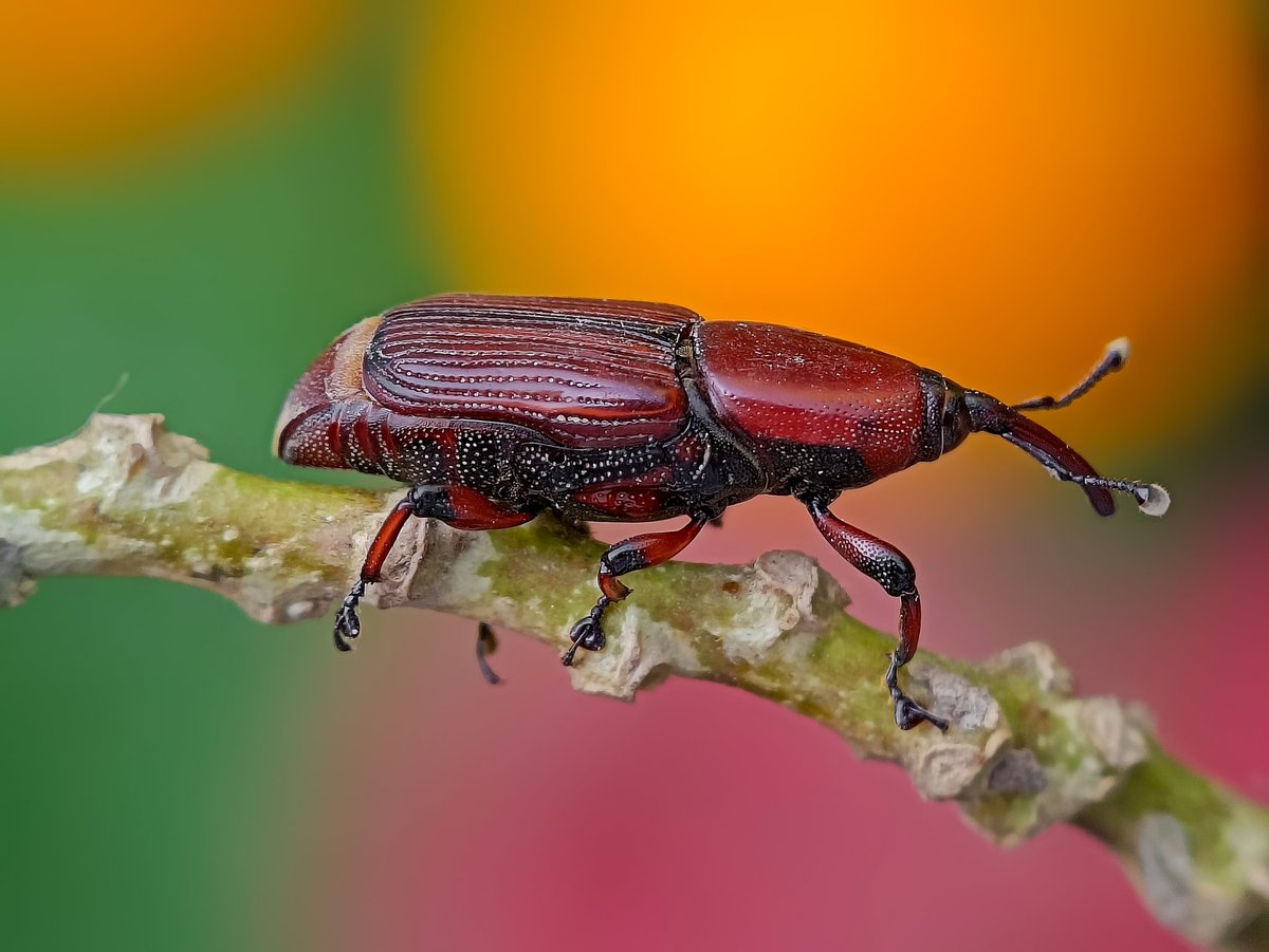 Sritam Kumar Sethy tweet media