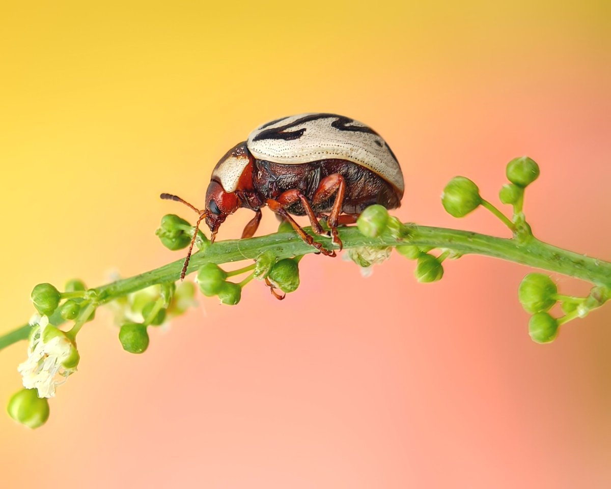 Sritam Kumar Sethy tweet media