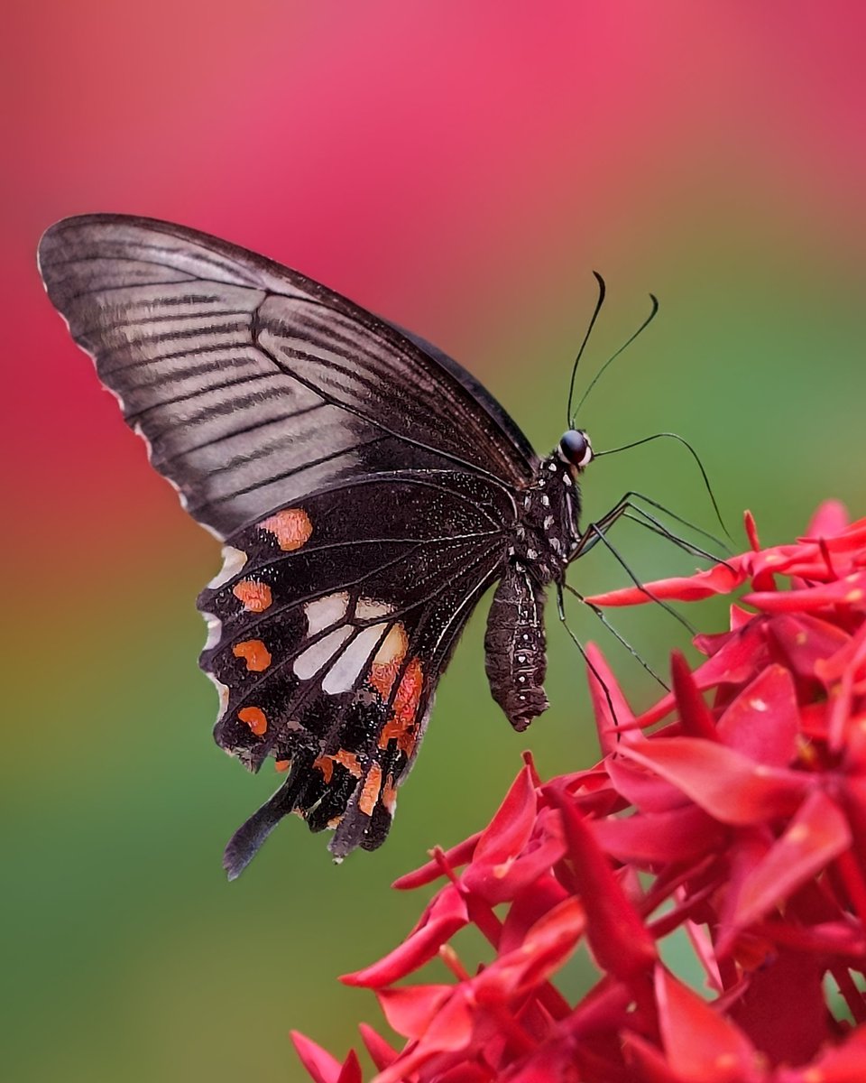 Sritam Kumar Sethy tweet media