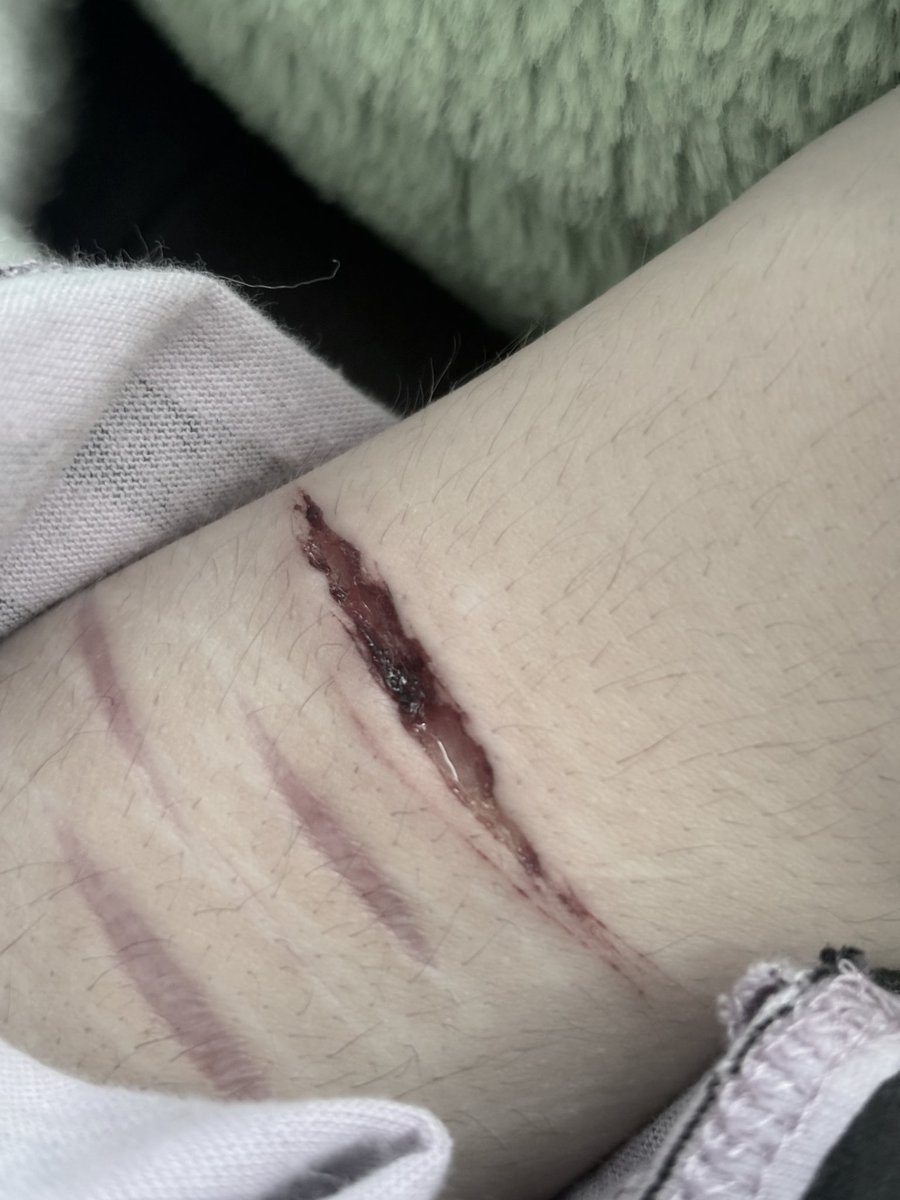 bailey #shedtwt tweet media