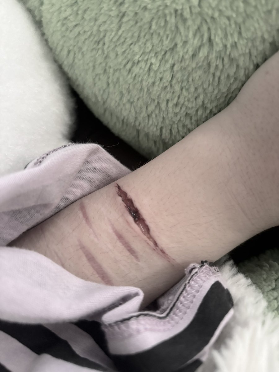 bailey #shedtwt tweet media