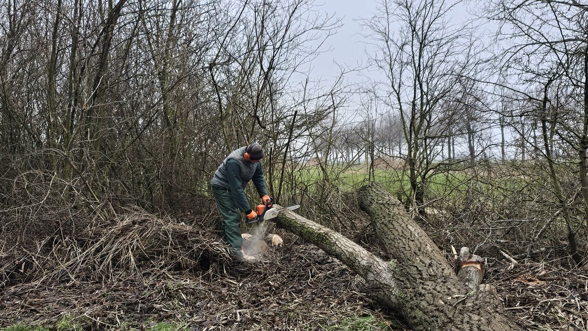 DuylsBos's tweet photo. Een van de onlangs omgezaagde populieren is al heel ver klein gemaakt. Zagen, sjouwen, kloven, stapelen. Zo hoef je echt niet naar de sportschool ๐คญ
#populier #houtverwerking #houthoek #goedbezig #altijdwattedoen https://t.co/Dk9g3hhzcX