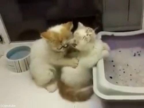 <a href="/LotsoforHK/">Lotso Fight For HK 🧸⛑️☂🇺🇦 此自英雄大略之主，敢作敢為之事，意到即行。</a> Lotso Fight For HKさん、こんにちは〜🍊
午後もご安全に☺️