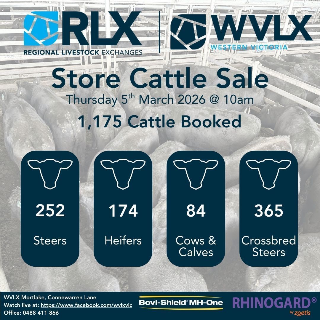 WVLXVIC's tweet photo. It's store sale week! Just over 1000 head expected for tomorrow's sale. 🐮🐮🐮
⏰ 10am start time
🎥 live on AuctionsPlus
☕️ cafe open for breakfast, lunch and coffee

Steers 252, Heifers 174, Cows &amp; Calves 84, PTIC Females 101, F1 Heifers 199, Crossbred Steers 365 https://t.co/llk5ZM1x16