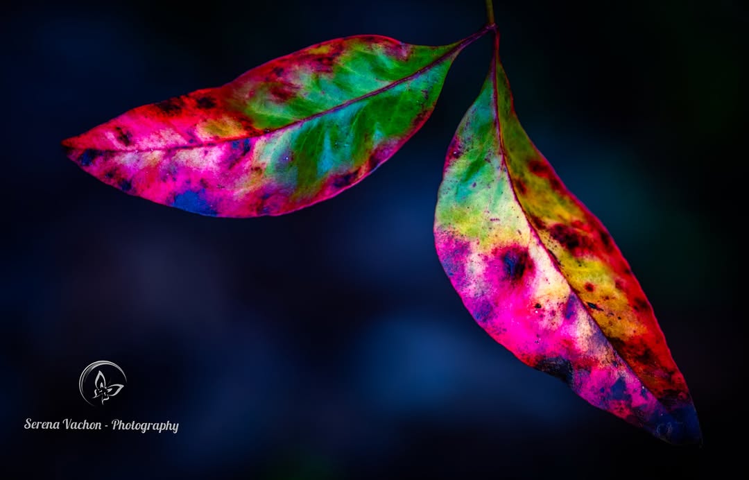 SerenaVachon's tweet image. Nandina leaves #leaves #nature #NaturePhotography #naturelovers