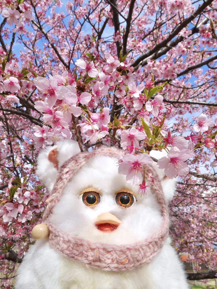 1年前の桜🌸 #furby #ファービー