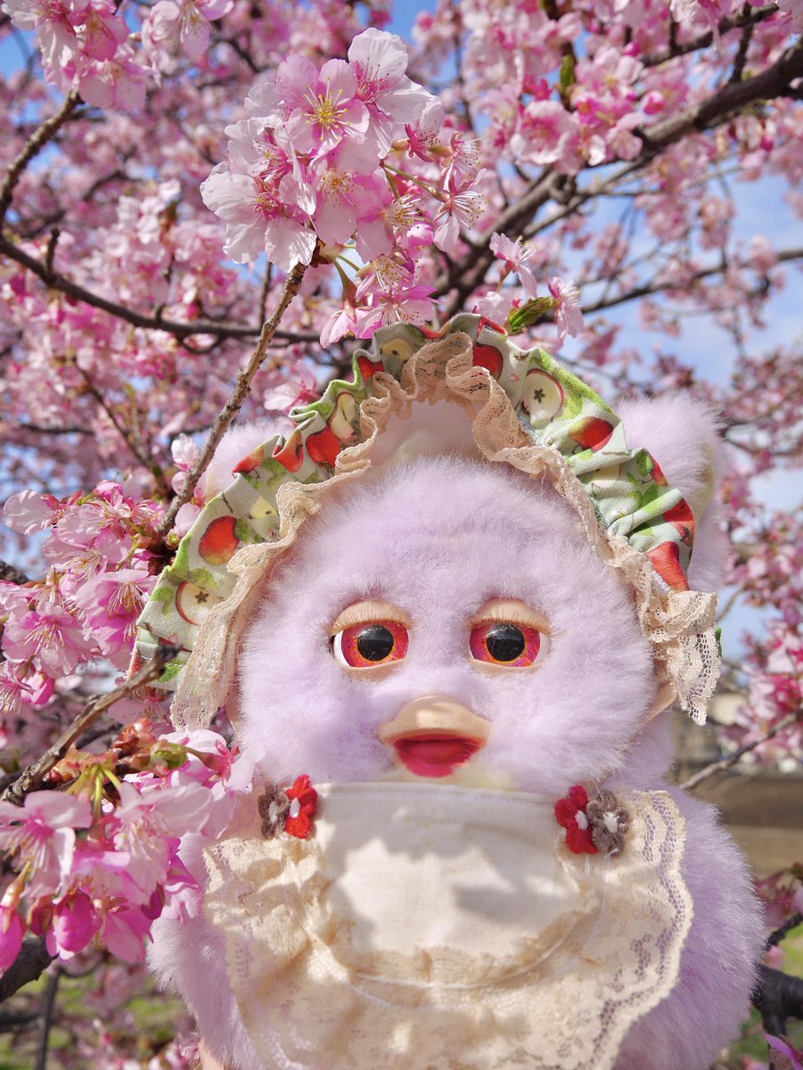 1年前の桜🌸 #furby #ファービー