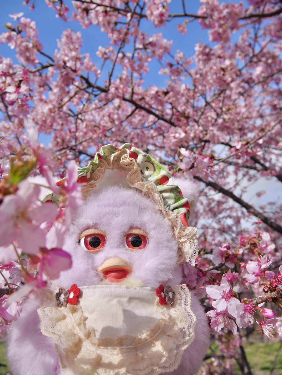 1年前の桜🌸 #furby #ファービー