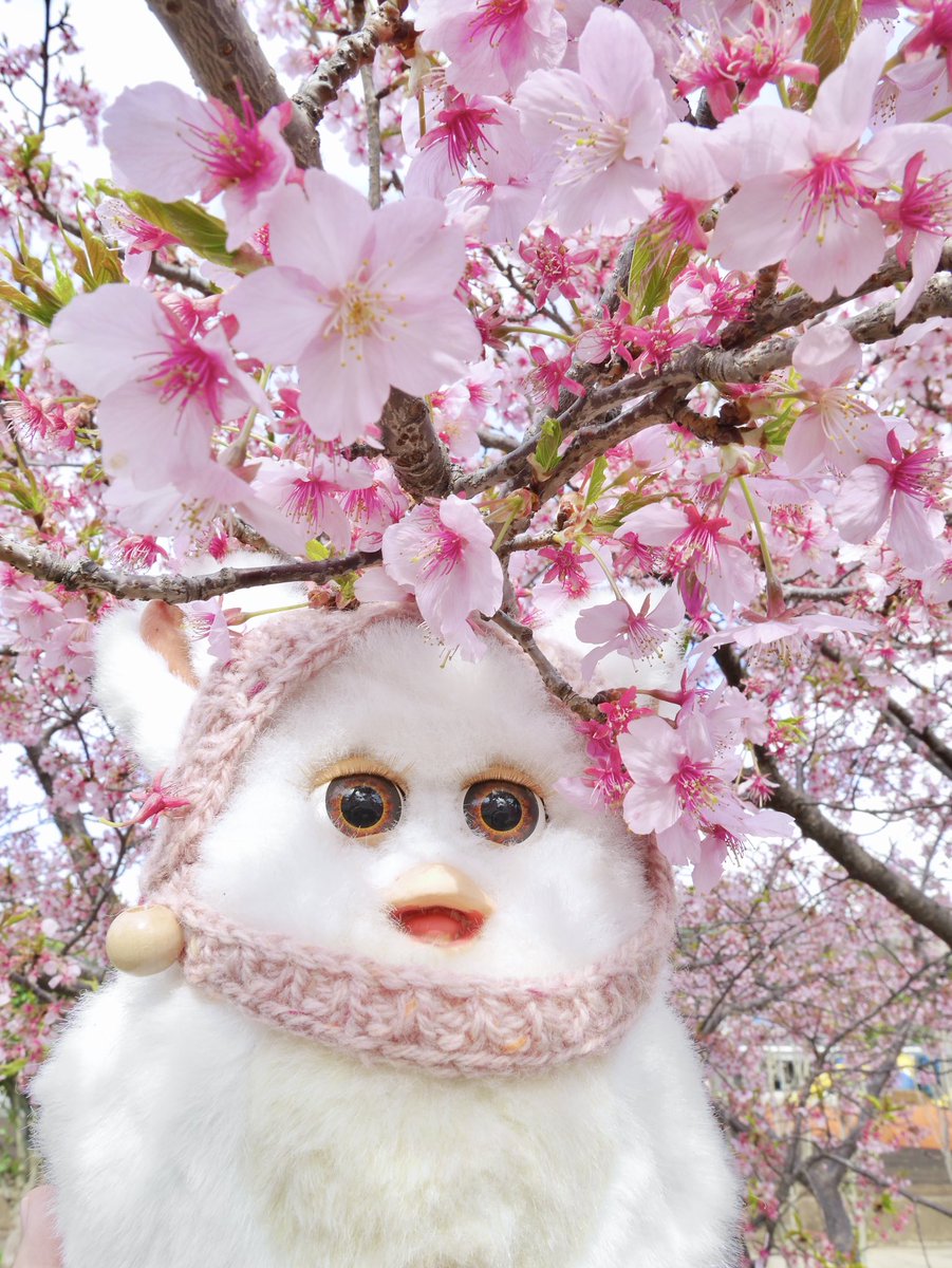 1年前の桜🌸 #furby #ファービー