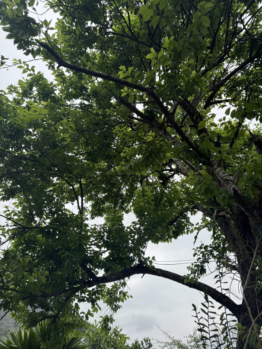 Diễm Hằng | Hattie tweet media