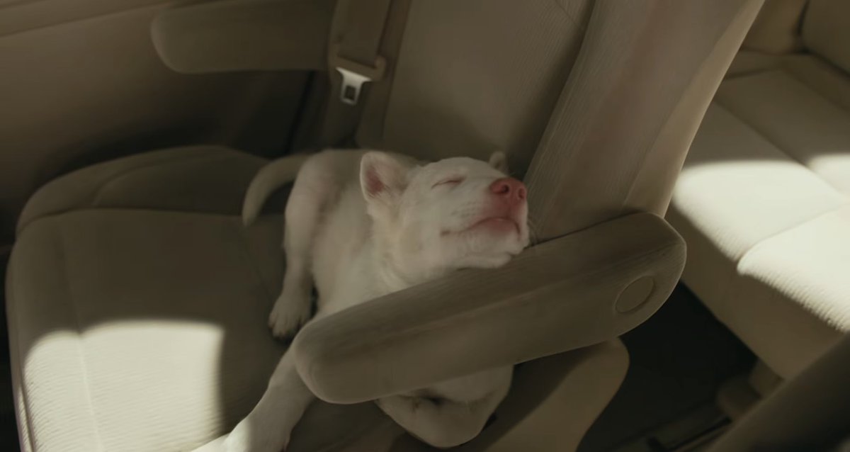 tamroyfilm's tweet photo. รวมมิตรน้องโกฮัง น่ารักจังเลยลูกกกก 🥺
#โกฮังหัวใจโกโฮม https://t.co/OTYVvrL39O