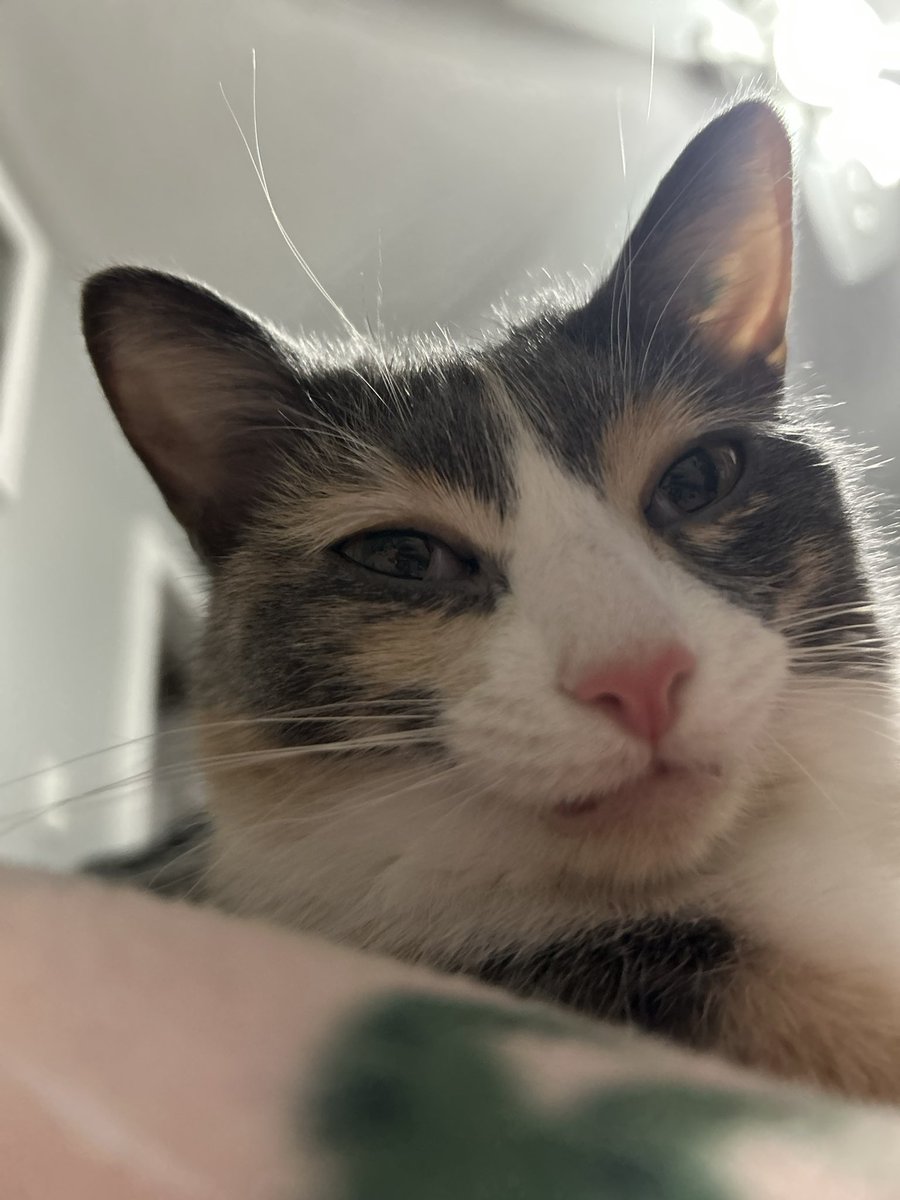 oreoeocat's tweet photo. Last pic I took before my phone told me my storage was full https://t.co/YizOEmkpLf