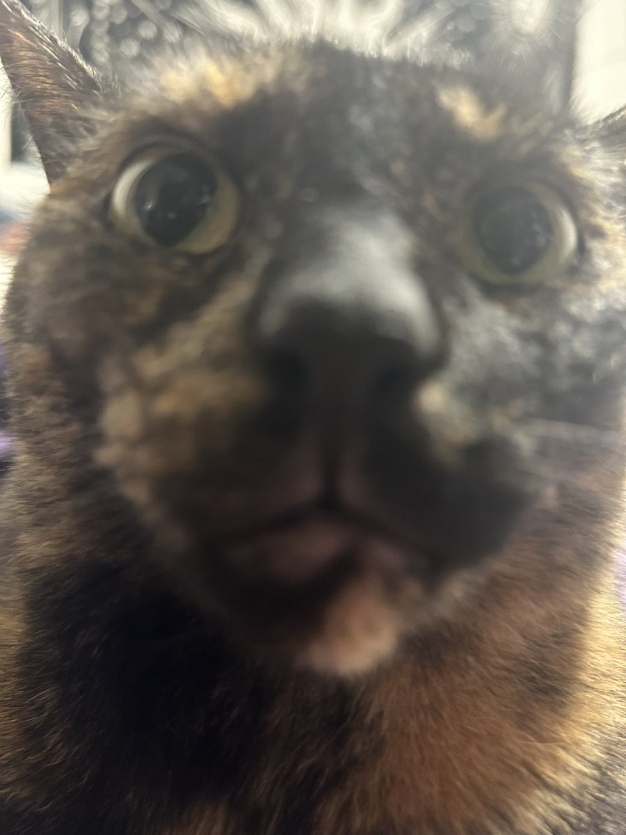 freya (4 yearce oald) tweet media