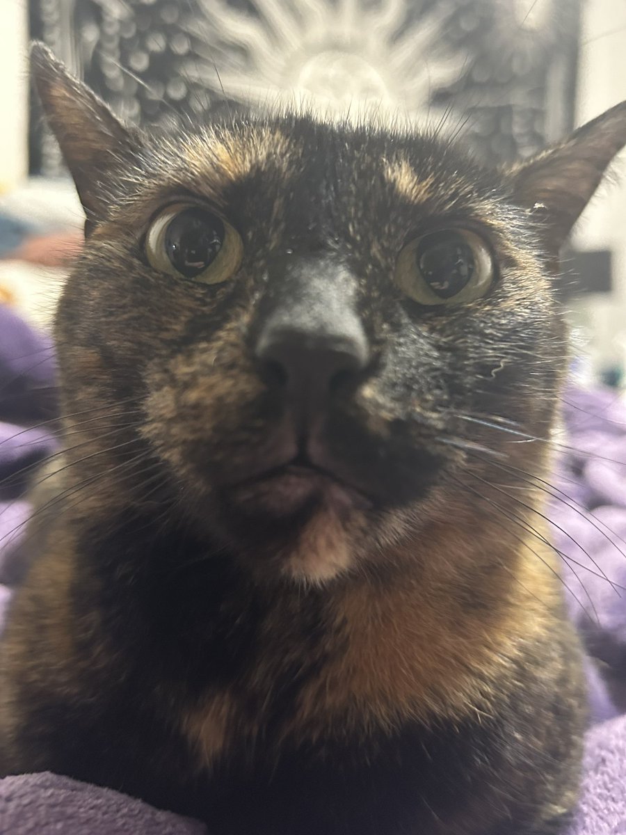 freya (4 yearce oald) tweet media