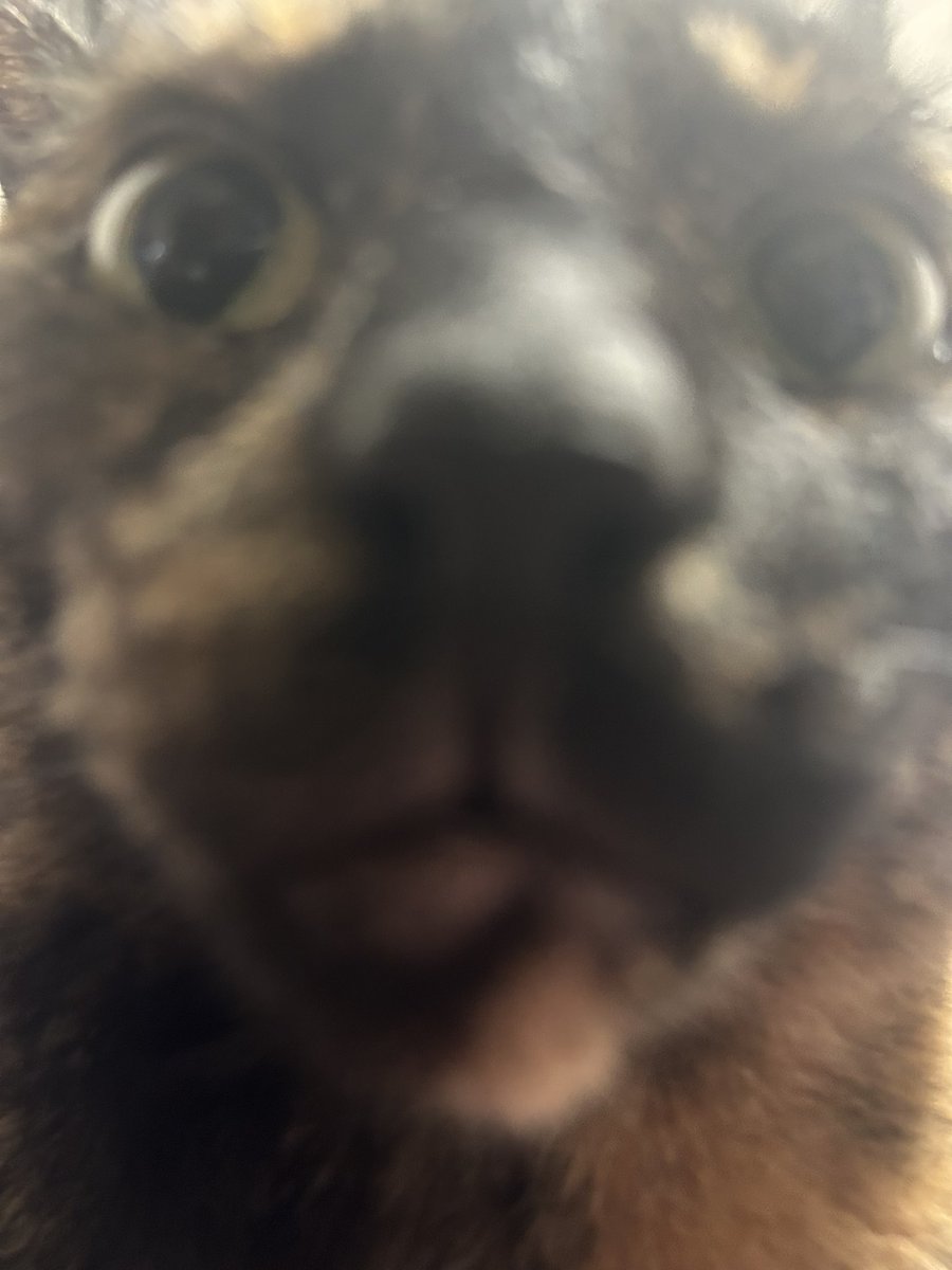 freya (4 yearce oald) tweet media