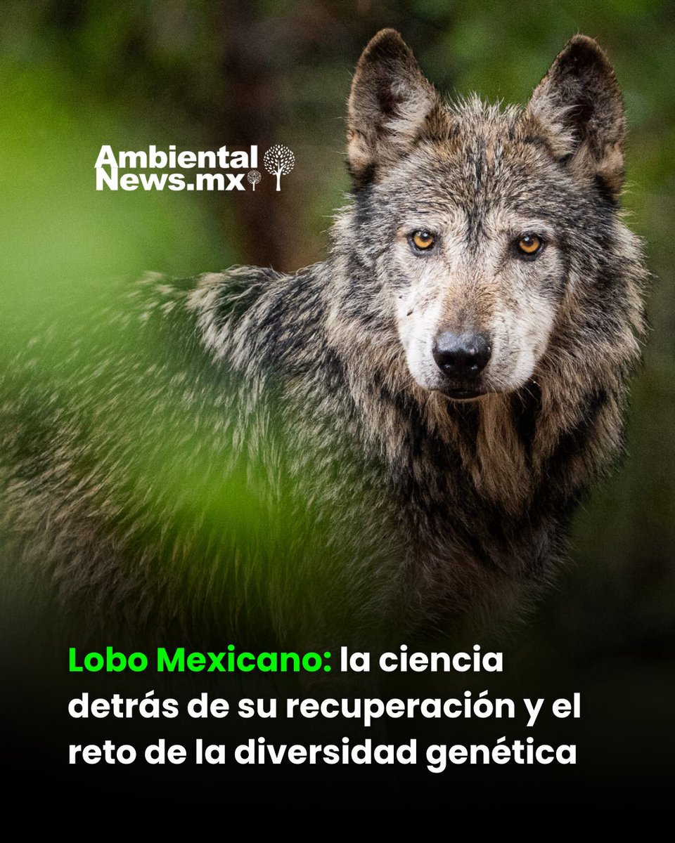 🌿 ¿Sabías que el Lobo 🐺 Mexicano estuvo extinto en vida silvestre y hoy se recupera gracias a la genética? 🔬 Su futuro depende de solo 7 lobos fundadores y de una estrategia binacional única en el mundo.
🌎 Descubre por qué su supervivencia depende de la diversidad:
