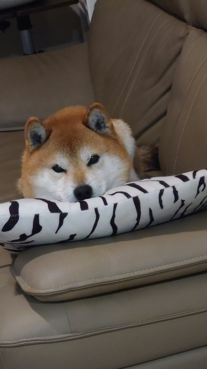 病院に行ってきた
毛量多くて針刺すの大変らしい😂